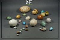 Zdjecie: modele jaj ptakow rozrzucone.jpg